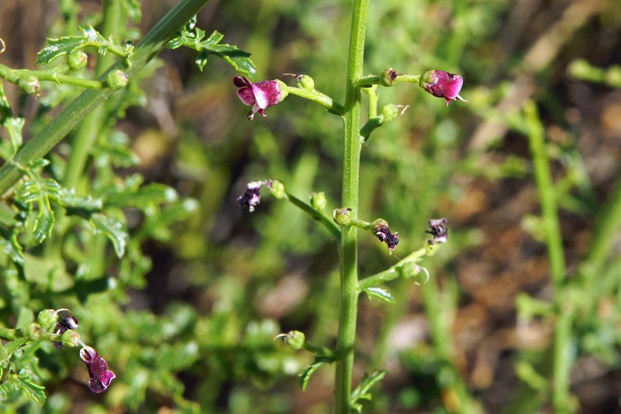 Scrophularia canina ssp. bicolor?